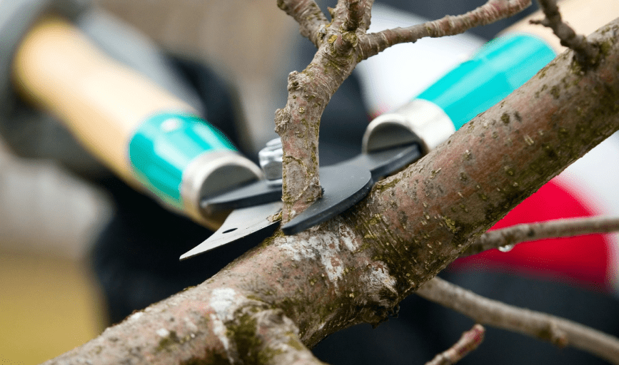 Tree Pruning